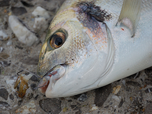 come pescare l'orata a surfcasting