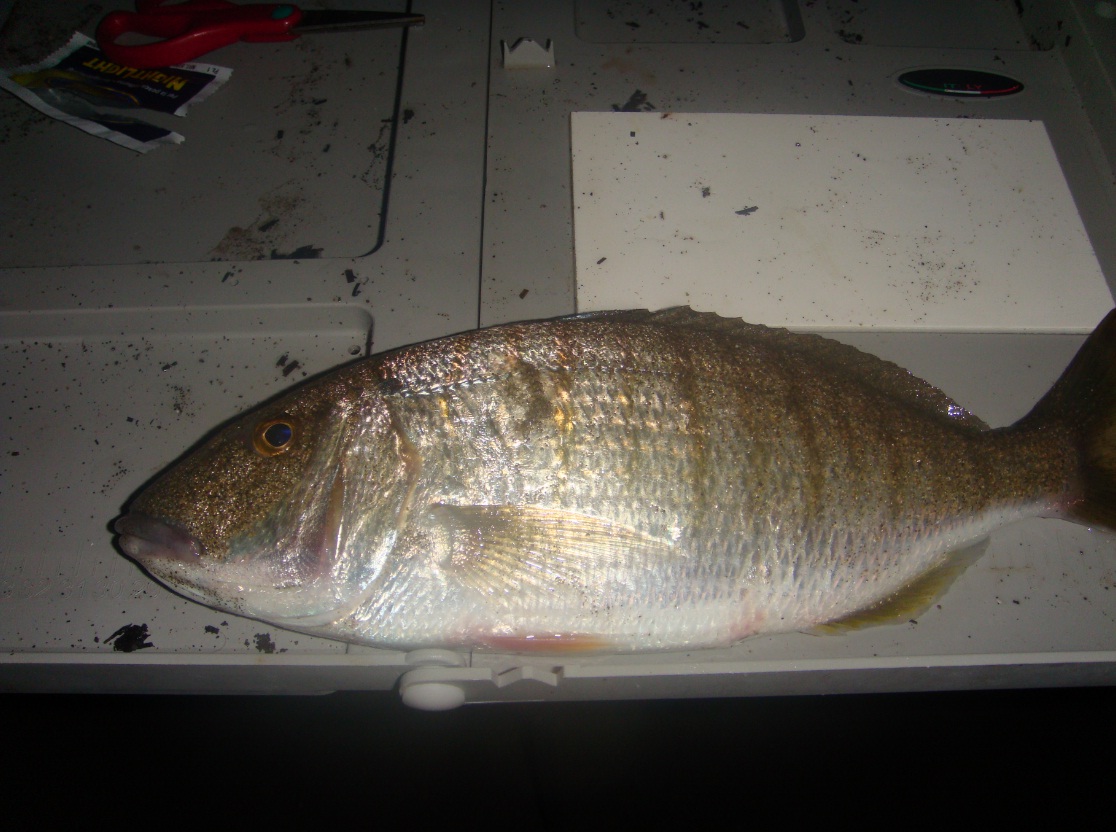 Ansedonia è un buono spot per il surfcasting