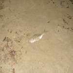 Mormora pescata a surfcasting con arenicola