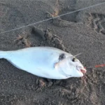 pesca all'orata dalla spiaggia