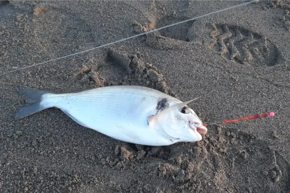 pesca all'orata dalla spiaggia