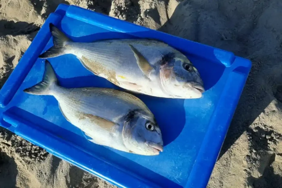 orate dalla spiaggia